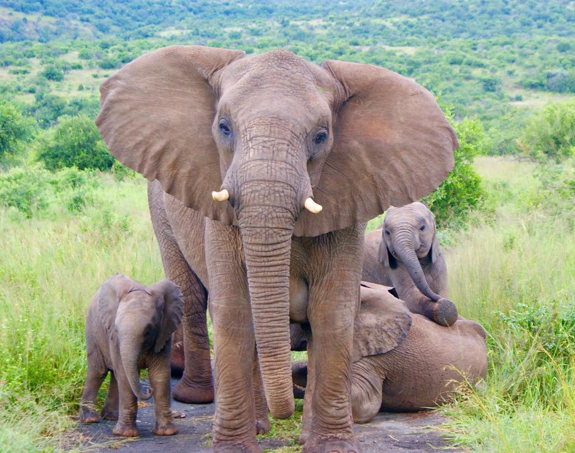 Esiweni Luxury Safari Lodge Ladysmith Ngoại thất bức ảnh
