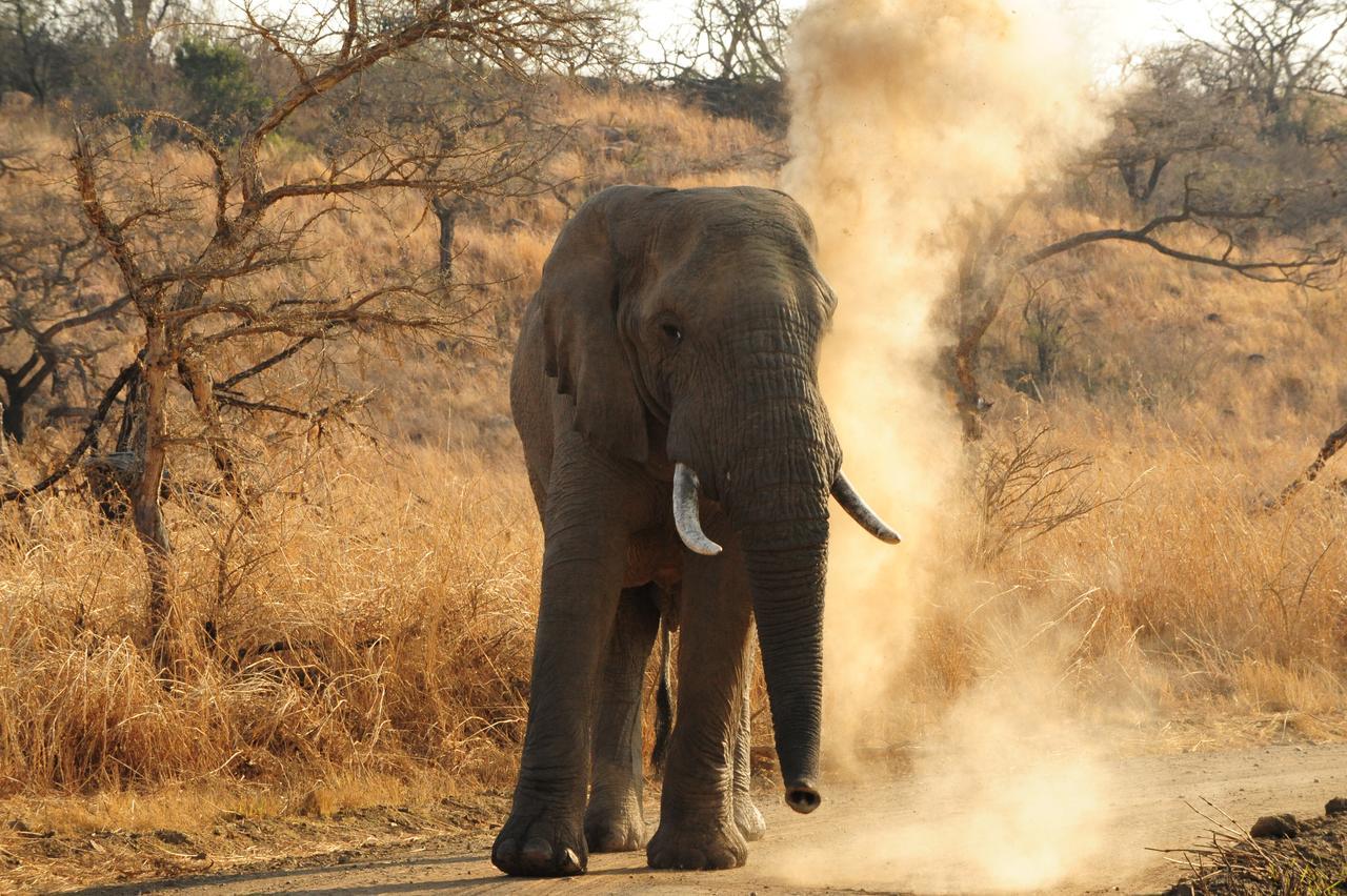 Esiweni Luxury Safari Lodge Ladysmith Ngoại thất bức ảnh